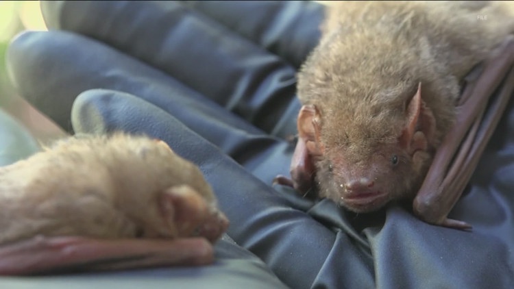 2 foxes, bat, skunk test positive for rabies in Hays County — KVUE (Austin), Round Rock Community news