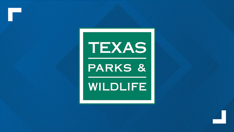 New World Screwworm detected on animal hide in Pecos County — KVUE (Austin), Round Rock Community news